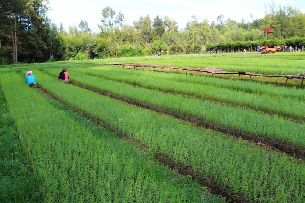 AbiyAhmedAli's tweet photo. In our fifth year of the Green Legacy Initiative, seedling preparations are underway to enable the 6.5billion that we will plant collectively this year. The share of seedlings for fruit trees is also substantially higher this year. https://t.co/LhDJLjcHd1