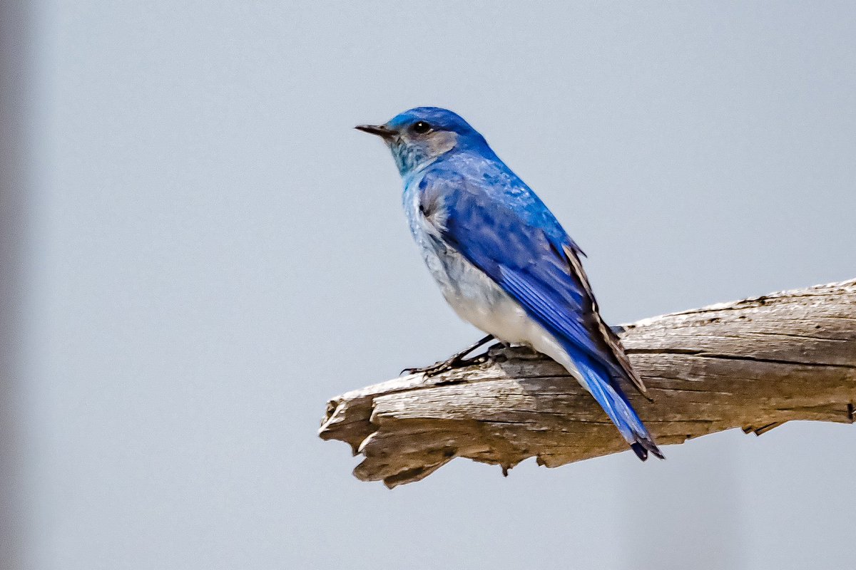WolfeWanders's tweet image. “In order to see birds it is necessary to become a part of the silence.” Robert Lynd #Yellowstone #whereiexplore