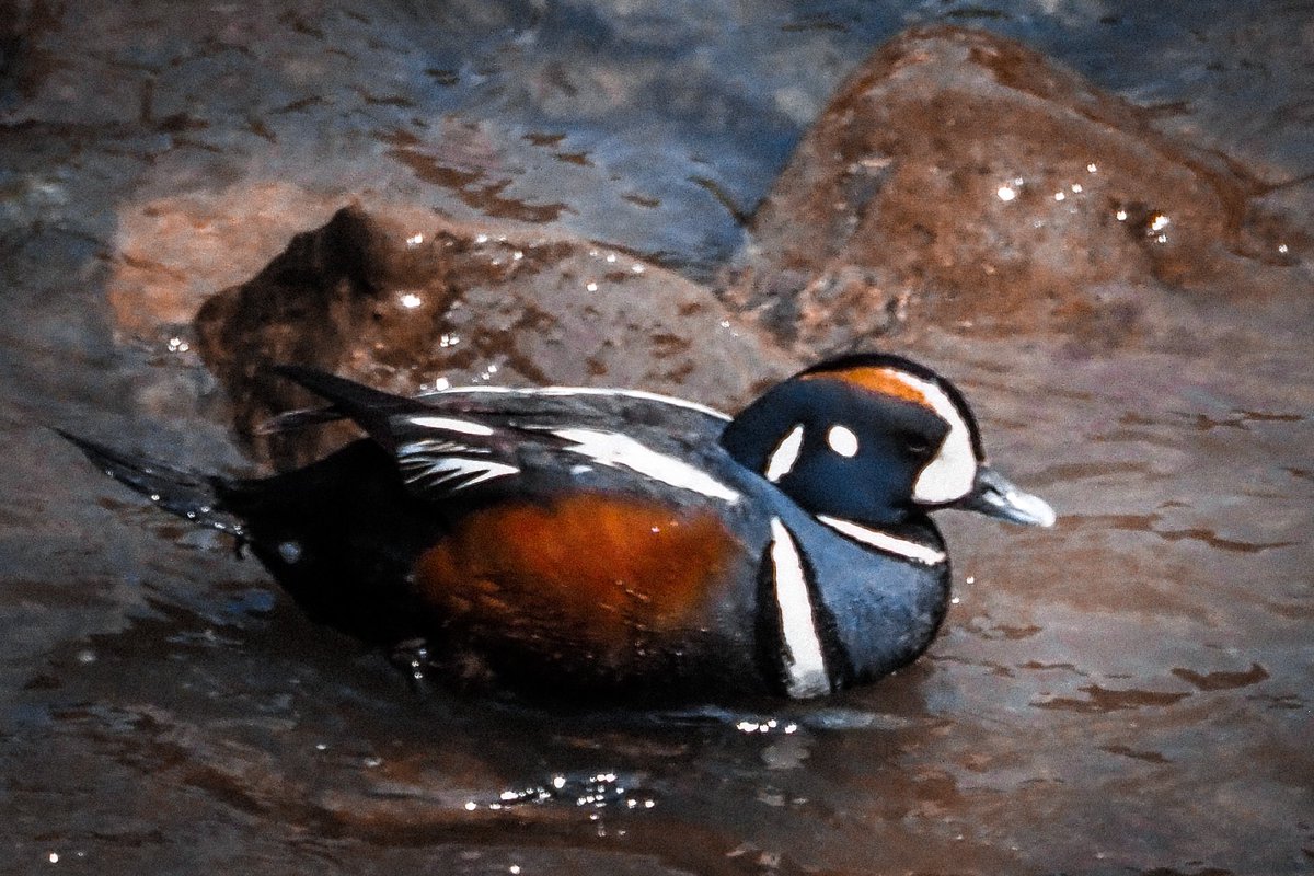 WolfeWanders's tweet image. “In order to see birds it is necessary to become a part of the silence.” Robert Lynd #Yellowstone #whereiexplore