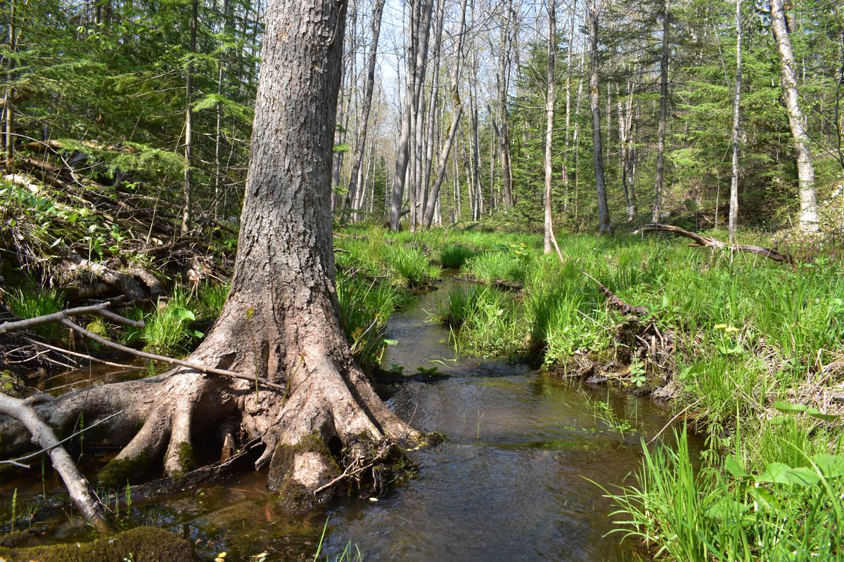 Can't resist doing one more #ThickTrunkTuesday post.

#trees #nature #creek #NaturePhotography #spring #may #Michigan #UpperPeninsula #hiking #forest