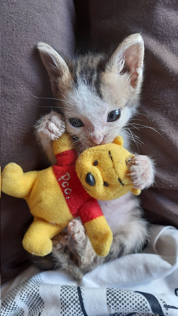 aiceeee__'s tweet photo. @kochengfs dia nih aku adopt dari temenku, 6 bersaudara ibunya meninggal gara2 racun tikus. padahal baru 2 minggu umurnya. eh sekarang tumbuh jadi dugong gendut 😂❤️ https://t.co/HLQpCHkRBD