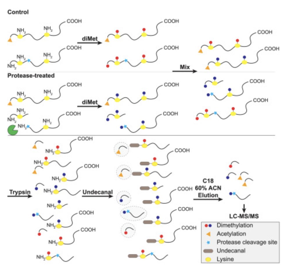 Biology Technion (@biologytechnion) on Twitter photo Increasing the coverage of the N-terminome with LysN amino terminal enrichment (LATE) sciencedirect.com/science/articl…
CONGRATULATIONS to <a href="/KleifeldO/">Oded Kleifeld</a> and the team Increasing the coverage of the N-terminome with LysN amino terminal enrichment (LATE) sciencedirect.com/science/articl…
CONGRATULATIONS to <a href="/KleifeldO/">Oded Kleifeld</a> and the team