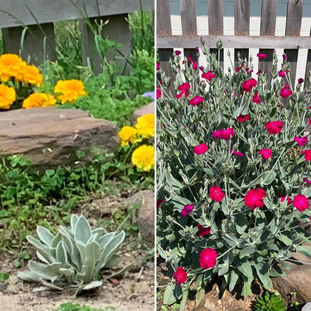 From curious little weed I didn’t pull up to this majestic thing in one year.. Click here to signup for awesome gardening tips: bit.ly/2SfI4n0