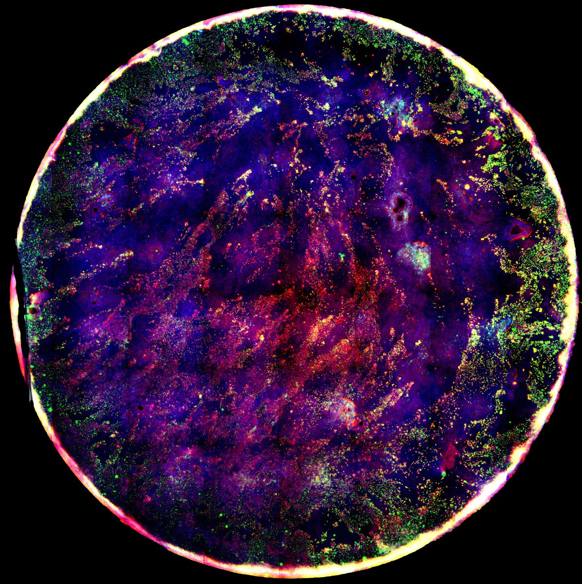 NeoVirTech (@neovirtech) on Twitter photo Reconstructed human airway epithelium infected with SARS-CoV-2 Omicron strain and stained for SARS-CoV-2 NP (red) and SARS-CoV-2 RNA (green). This work is a collaboration between <a href="/NeoVirTech/">NeoVirTech</a>, expert in virus imaging, and @Virnext, expert in viral respiratory infectious diseases. Reconstructed human airway epithelium infected with SARS-CoV-2 Omicron strain and stained for SARS-CoV-2 NP (red) and SARS-CoV-2 RNA (green). This work is a collaboration between <a href="/NeoVirTech/">NeoVirTech</a>, expert in virus imaging, and @Virnext, expert in viral respiratory infectious diseases.
