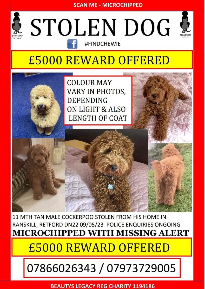 SheilaGarci2's tweet photo. #CHEWIE Stolen 14 days ago #RANSKILL NOTTINGHAM
 #https://www.facebook.com/groups/245533678148360/permalink/252554600779601/?sfnsn=scwspmo&amp;ref=share https://t.co/usNUbX5tB5