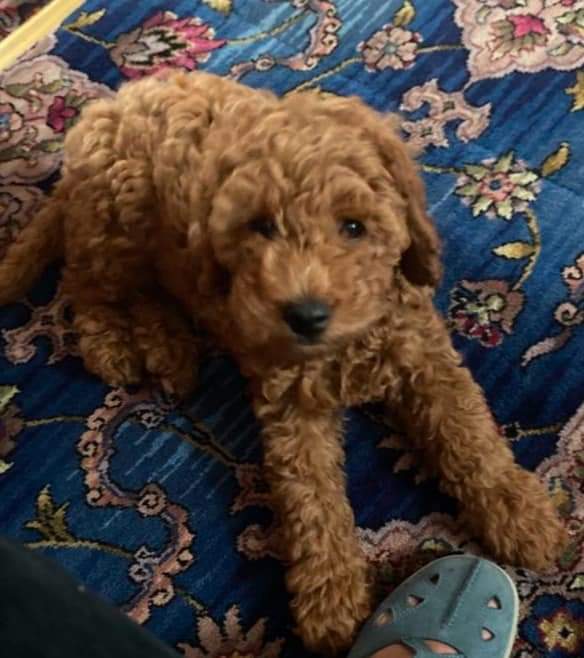 SheilaGarci2's tweet photo. #CHEWIE Stolen 14 days ago #RANSKILL NOTTINGHAM
 #https://www.facebook.com/groups/245533678148360/permalink/252554600779601/?sfnsn=scwspmo&amp;ref=share https://t.co/usNUbX5tB5