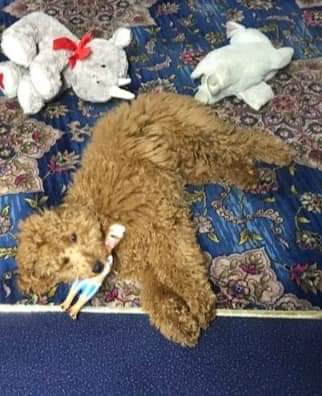 SheilaGarci2's tweet photo. #CHEWIE Stolen 14 days ago #RANSKILL NOTTINGHAM
 #https://www.facebook.com/groups/245533678148360/permalink/252554600779601/?sfnsn=scwspmo&amp;ref=share https://t.co/usNUbX5tB5