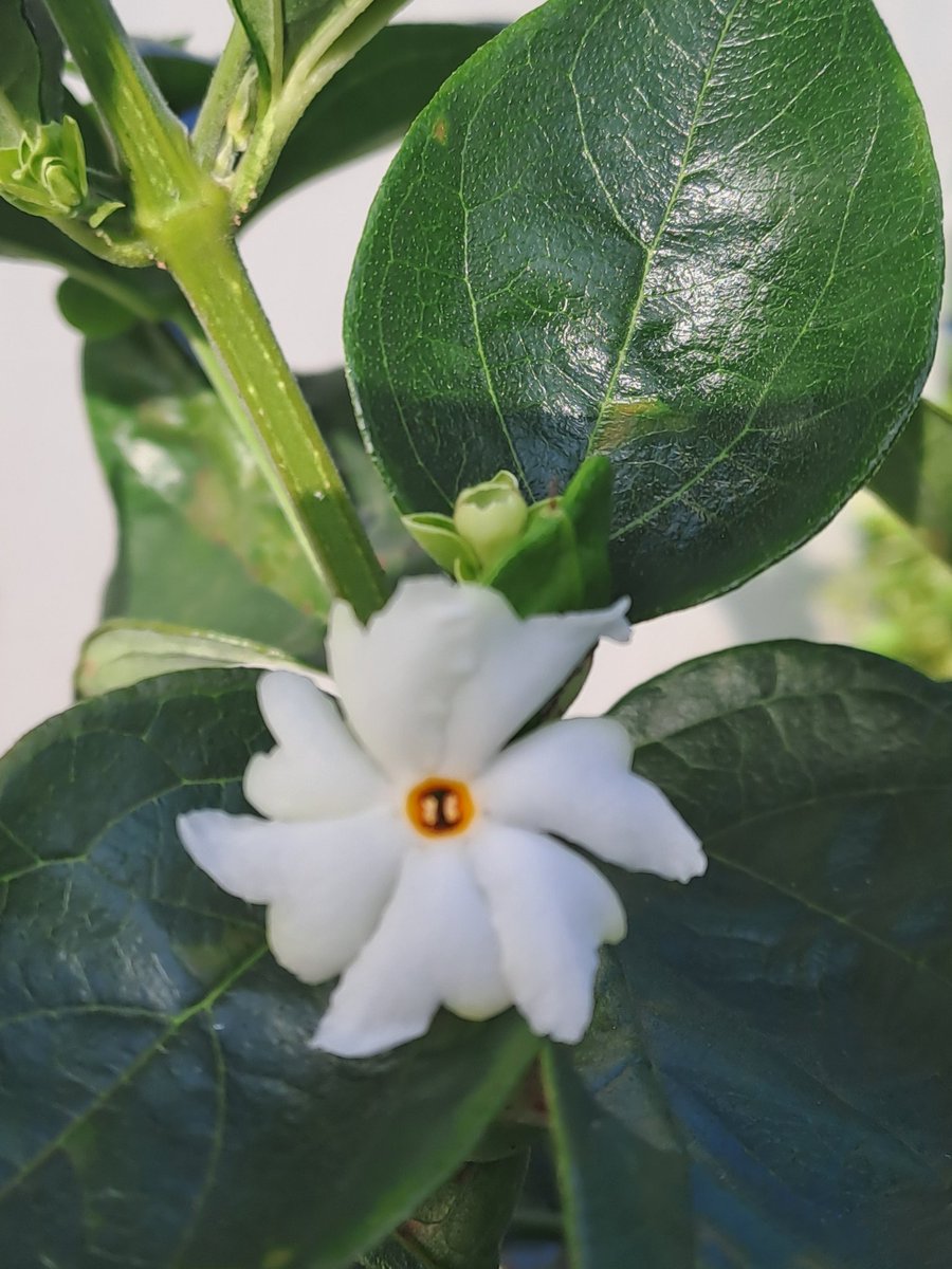 dignity_classy's tweet photo. Feeling so happy and blessed 🙏🙏 Parijat/Harshingar/Coral or Night Jasmine sacred plant flowering in my garden 💕 God's blessings🙏🙏 Nature in full bloom 🌸
#Parijat #Harshingar #sacred #Jasmine #purebliss #BlessedAndGrateful
#ThankYouGod
#NatureBeauty #NaturePhotography https://t.co/GZDF0fIFiy