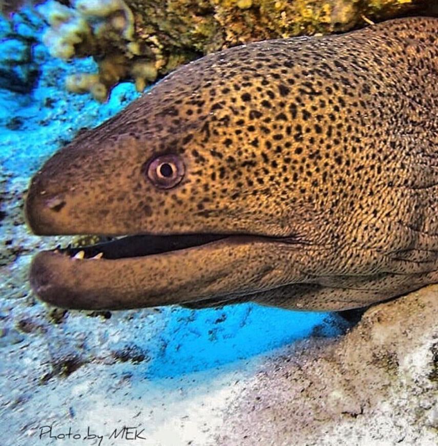ax153571's tweet photo. #tahsinceylanphotography #tahsinceylan #tahsinceylancom #maciletişim #tanerşahakalkan #emrekolbakirmimarlik #scubadiving #cmastudents #derindiveteknik #tupludalis #tupludalisegitimi #tüplüdalış #kasturkey #kasantalya #kasantalyaturkey #antalyakaş #cmas #underwater #müren #moray https://t.co/0hMVxcnqkY