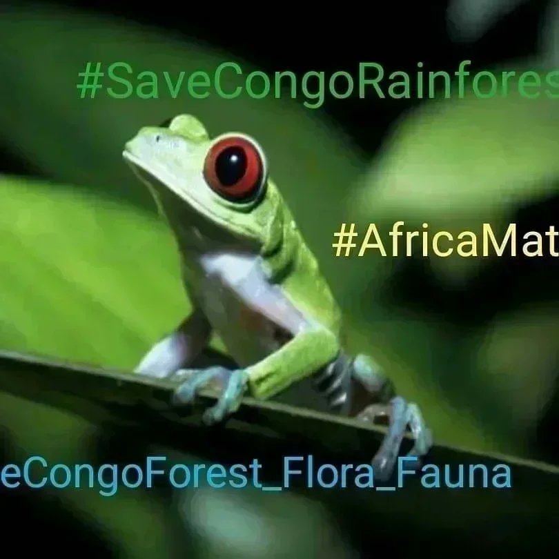 SaveCongoRainforest Day 1168

#SaveCongoRainforest 
#SaveCongoForest_Flora_Fauna🌴🦍 #AfricaMatters #IndigenousLivesMatter 
@SaveCongoForest 

In Solidarity with @vanessa_vash and 
@Remy_Zahiga

The Congo Rainforest is vital in the fight for climate and social justice!
❤️☮️🌍🌏🌎