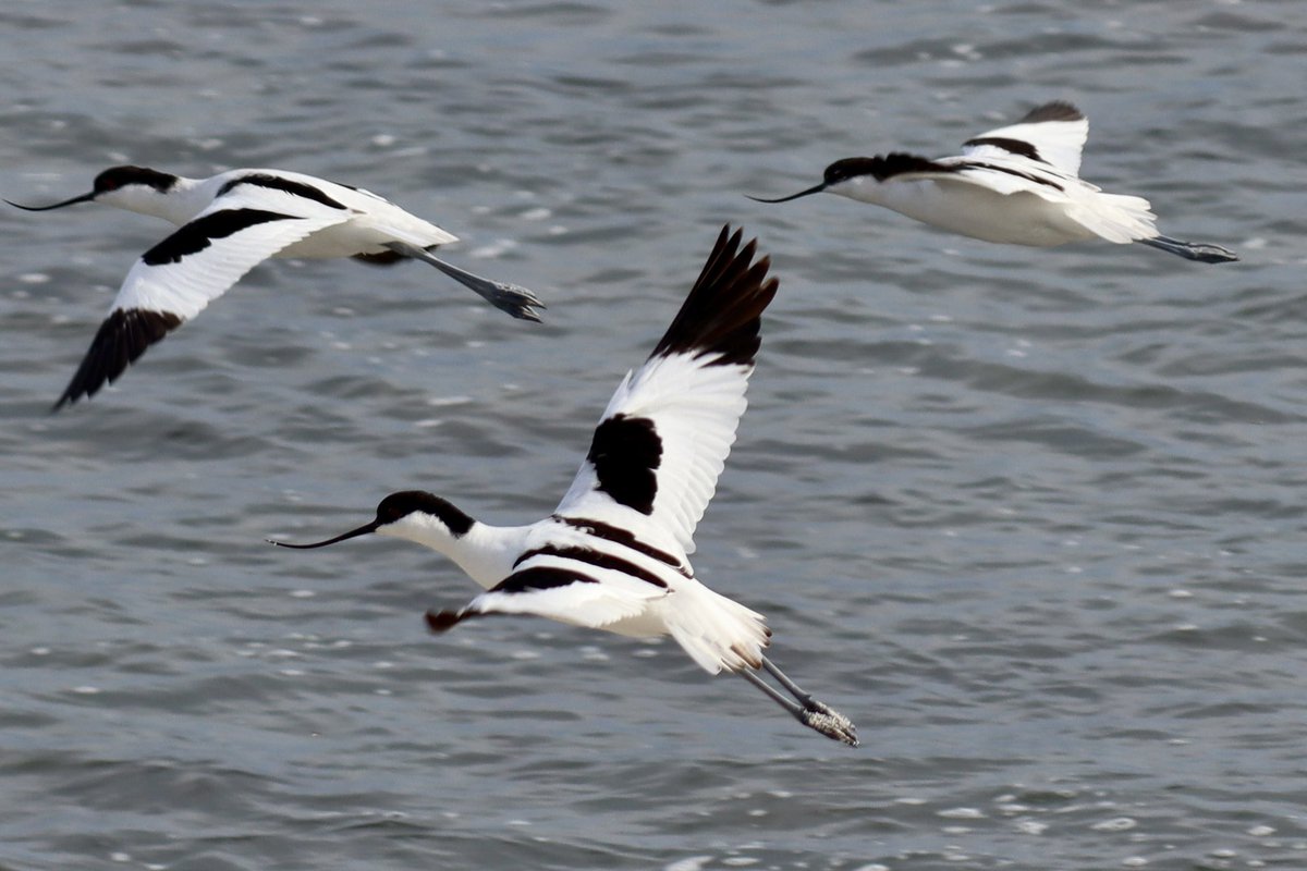 The elegant Pied Avocet is my #birdoftheday  - the 3rd photo shows it’s size compared to a full. It’s widespread particularly though southern and Eastern Africa. First time I managed to photograph it was yesterday at the tip of Africa.