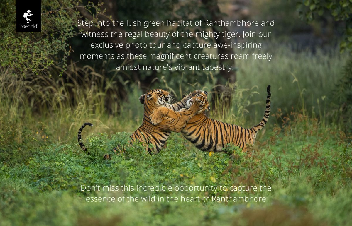 Come join us in Ranthambhore to witness and photograph some magnificent wildlife

click on the link to register now!
bit.ly/2XSiLgV?utm_so…

#toeholdphototravel #tiger #ranthambhore