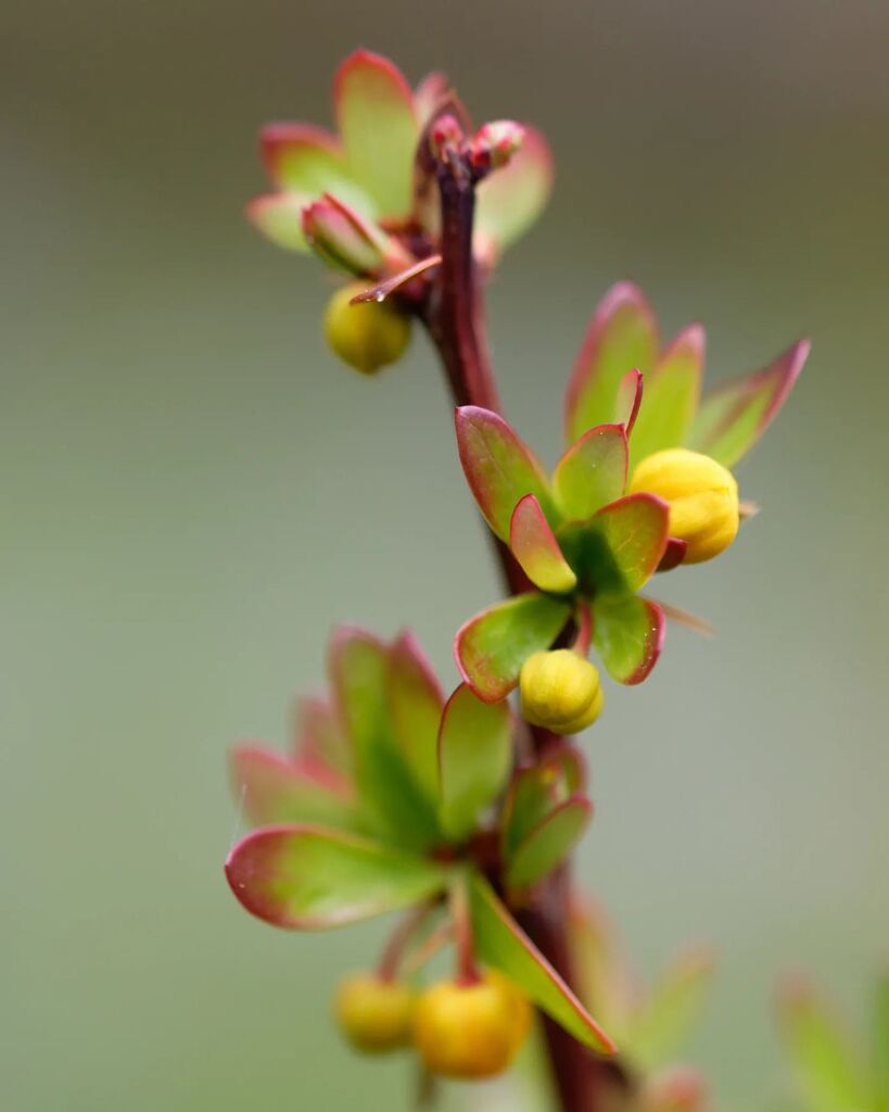 Printemps 
#spring #florealpe instagr.am/p/Cskrk7Mo-9Q/