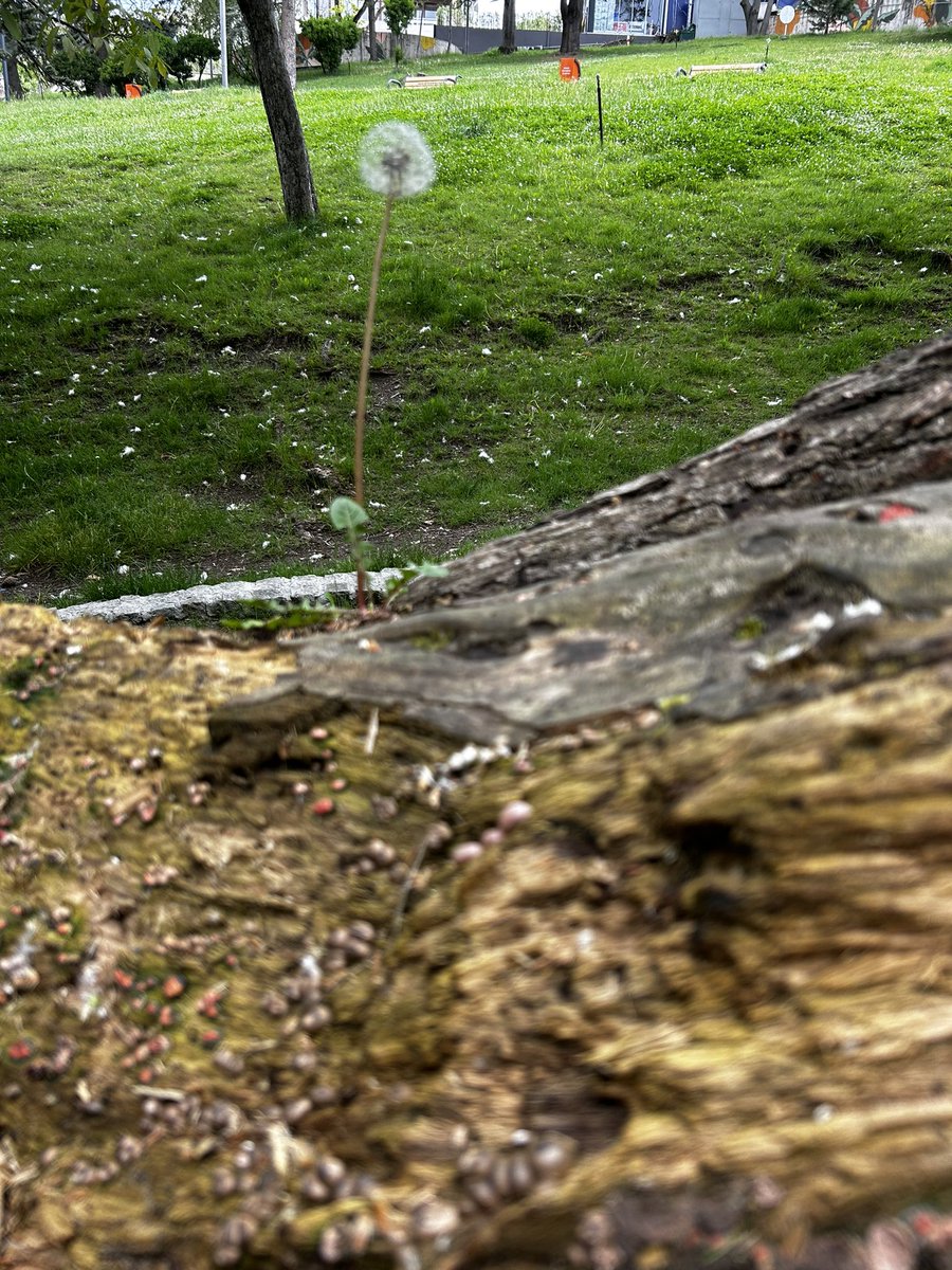 Kök salmak için aidiyet için toprağa gerek yok demiş bu karahindiba, ağaç kütüğünde yetişmiş. Konfor alanında olmasan da köklenip çiçeklenebilirsin, akşında çizdiğin sınırları kaldır.