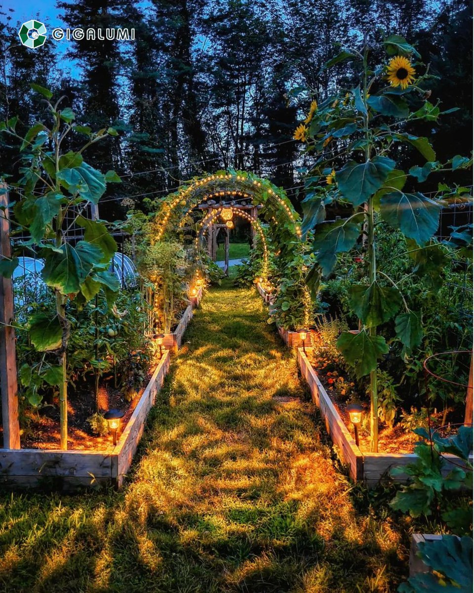Gigalumi_'s tweet image. Alayna added Gigalumi solar pathway lights into her NJ garden last year and see what she got!! This walkway is just magical🤩🤩

🛒 Search "Flower Lighting Effect" in gigalumi.com to get these

#gigalumi #solarlight #pathwaylights #pathway  #OutdoorSpaceGoals