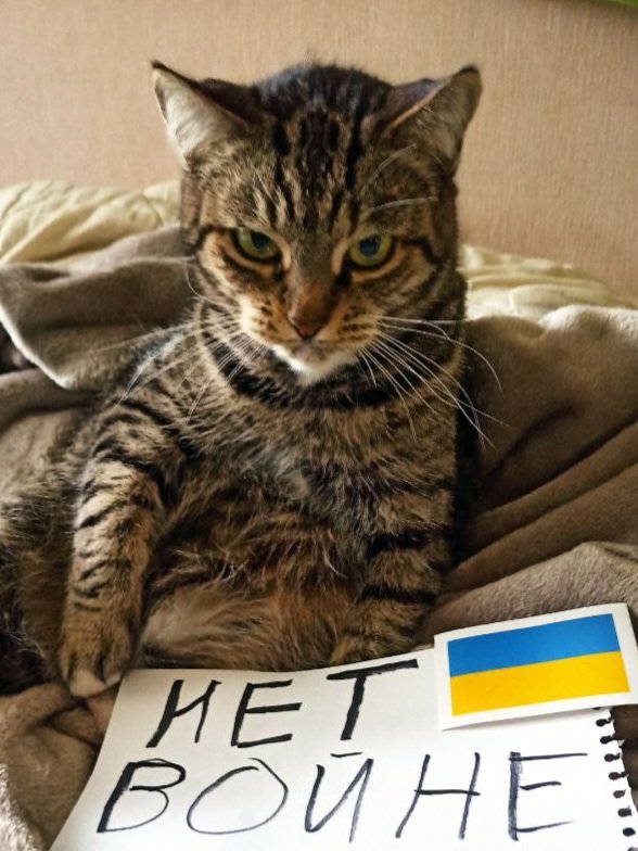 Проснулись, умылись и за старое 😡 #НетВойне #КотикиПротивВойны