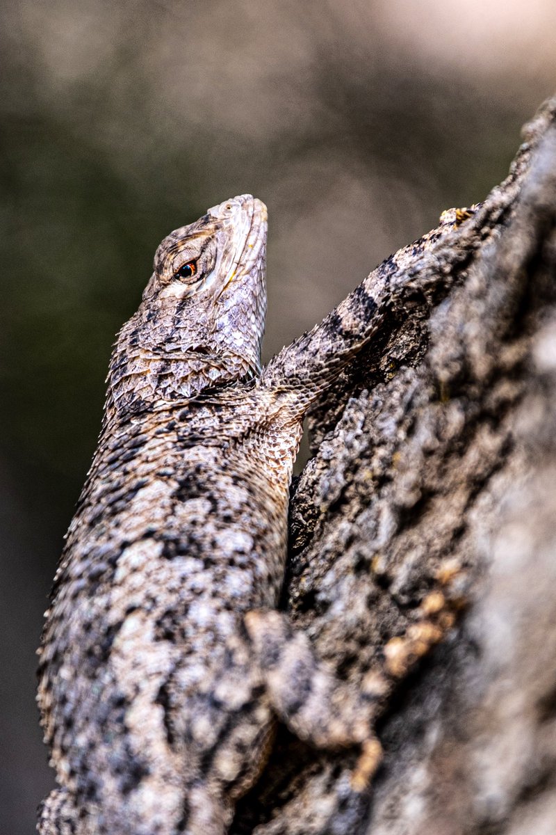 the lizards around our campsite🦎 #fujifilm #xpro3