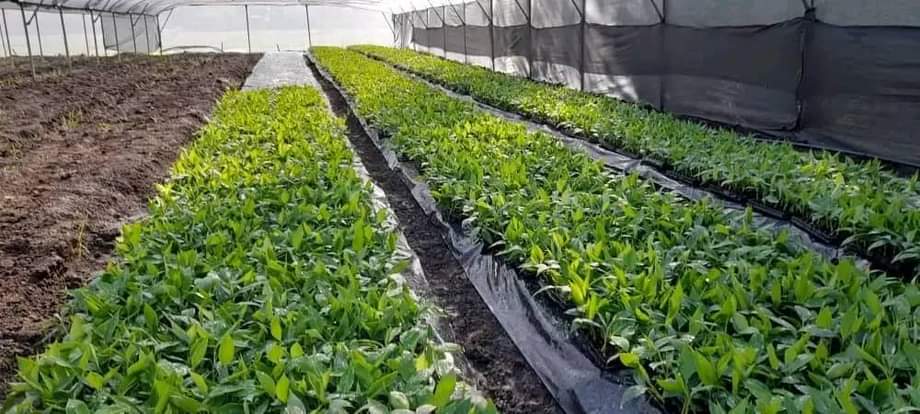 HHailekiros's tweet photo. "Exciting preparations for the 5th year of Green Legacy Initiative! Our goal: plant 6.5 billion seedlings collectively. Plus, we're thrilled about the substantial increase in fruit tree seedlings this year! -PM Dr Abiy Ahmed 🌱🌳 #GreenLegacy #PlantingGoals" https://t.co/LfnztjHCht