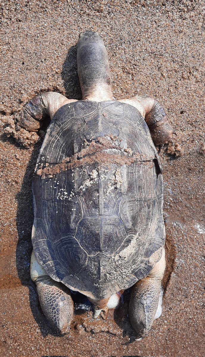 Maclean Antony Santos tweet media