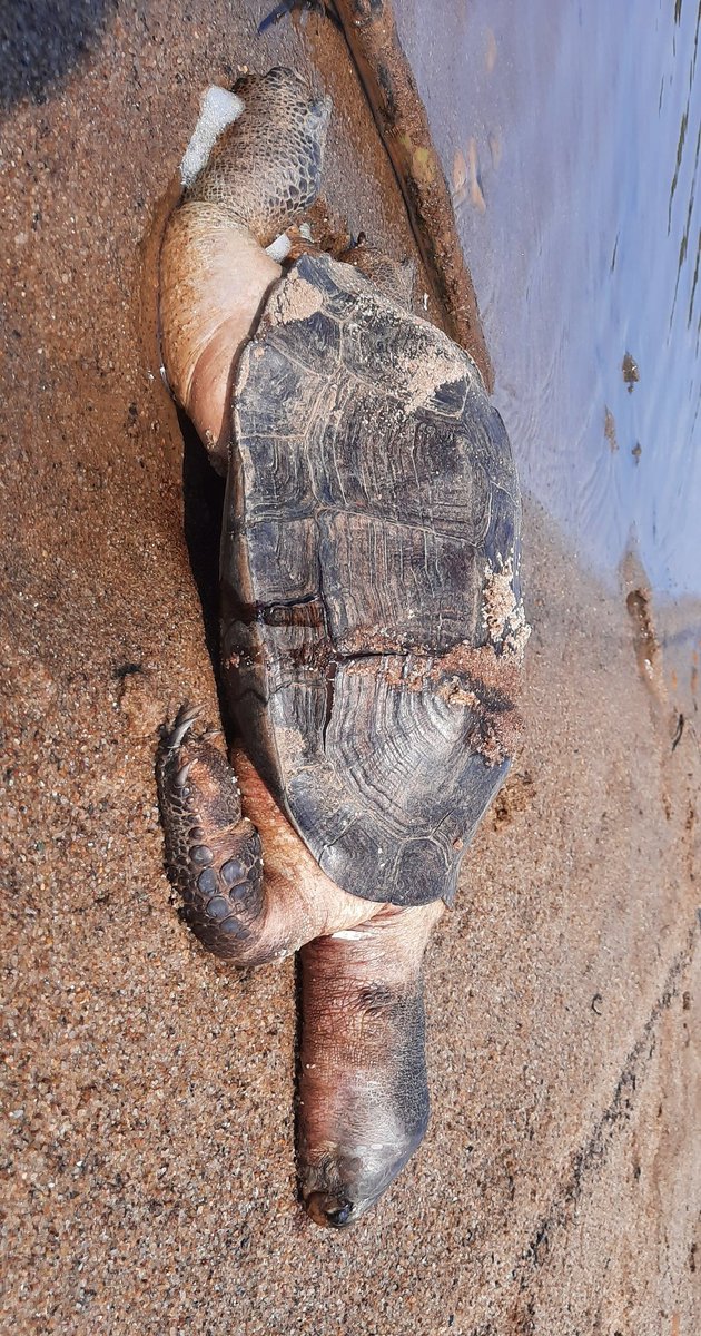 Maclean Antony Santos tweet media