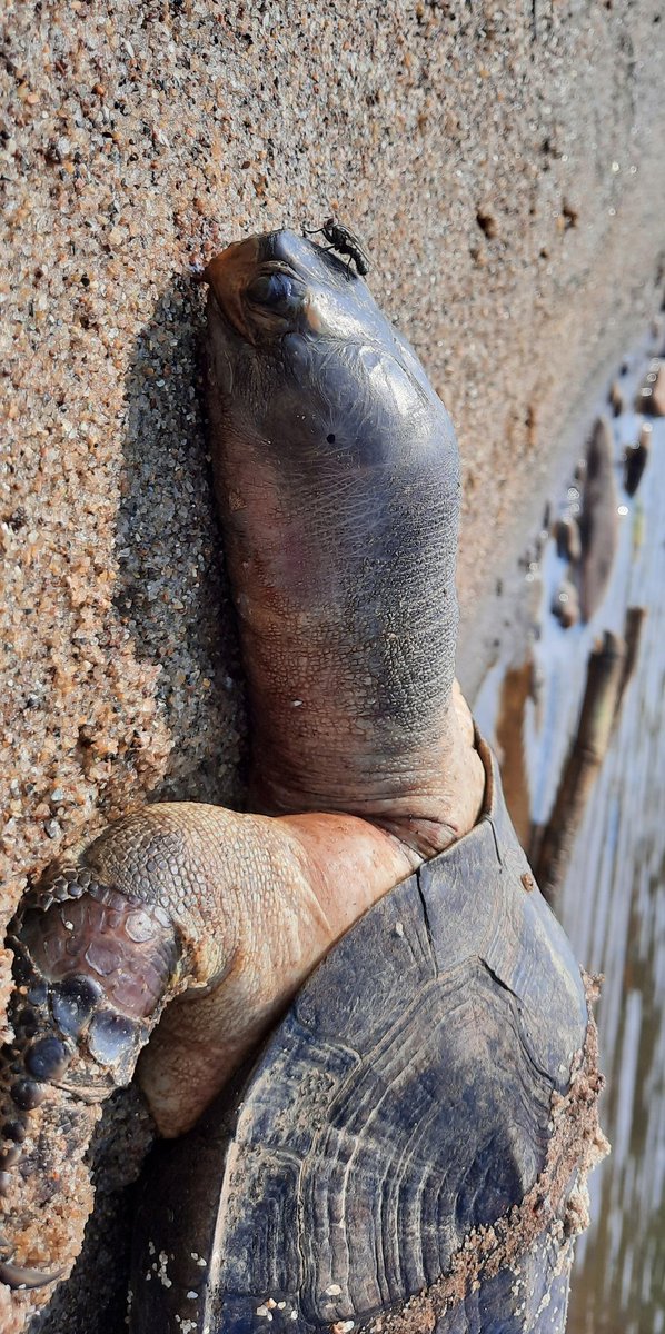 Today while sampling for C.gracilirostris & C.gracilipes in the Netravati River I came across a dead Black pond turtle (Melanochelys trijuga). Not sure what lead to its demise. Thank you @Herpomania for helping me with the ID @FttfIndia #turtles #westernghats #netravati #River