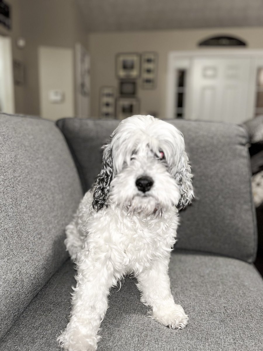 Kiki_Loves_Life's tweet photo. Y’all please join me in wishing Bandit a Happy Birthday. 

This thing is officially 15. 
Happy Birthday to the best baby ever. You are my lifeline, my support, my eyes, my legs, my heart. 

#CrabbyCockapoo
#ItIsntEasyBeingACockapoo
#HappyBirthday
#HappyBirthdayBandit https://t.co/bTwTO06FMO