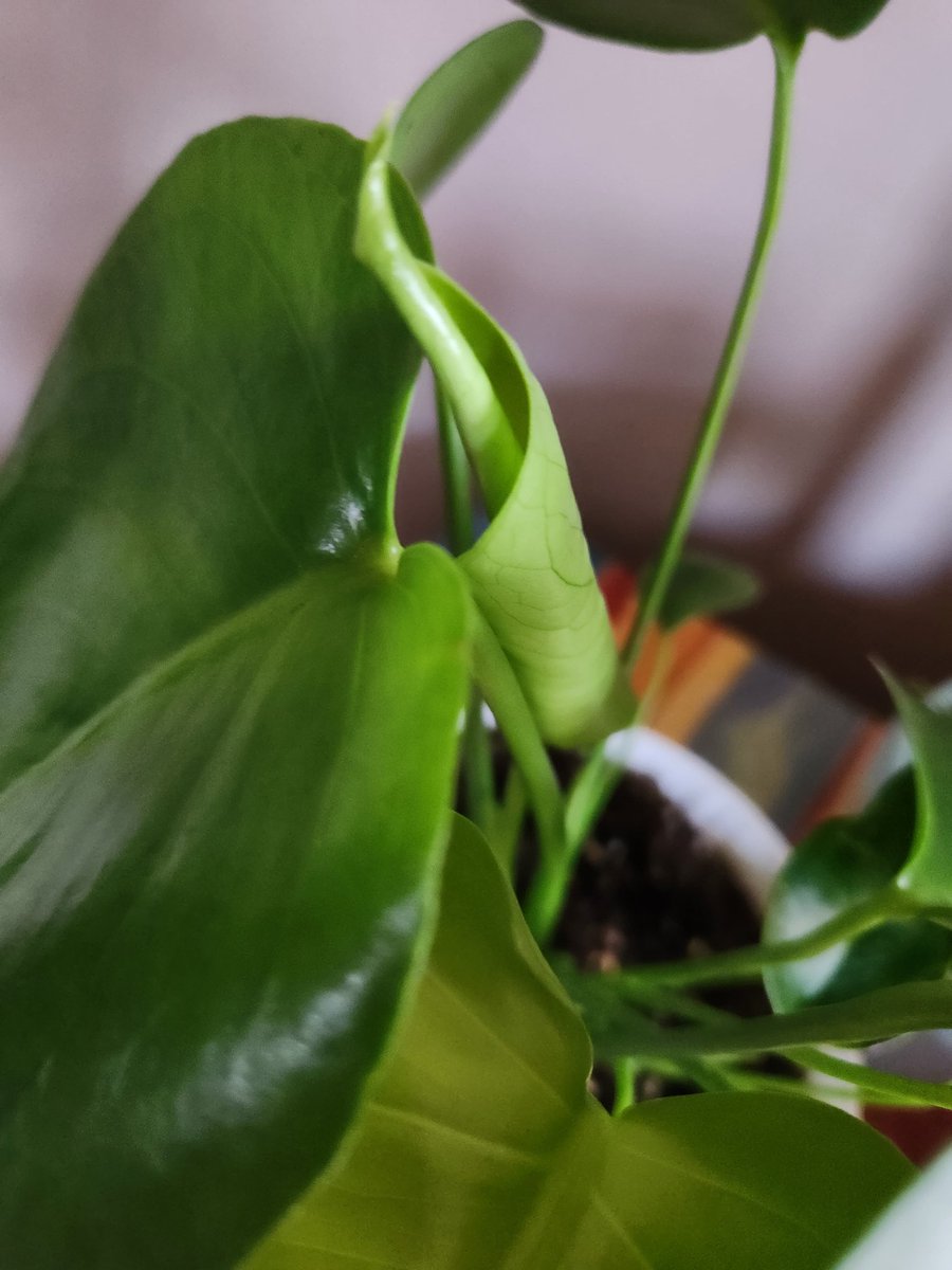 MuffinSadistic's tweet image. New Leaves 🍃  #plants #plantsoftwitter