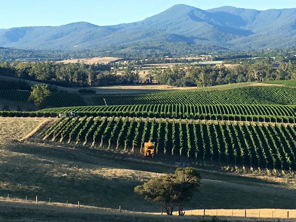 Vineyard Assistant Manager - Yarra Valley
@MurrummongVineyard #VineyardAssistantManager #VineyardManager #viticulture #viticulturist #vineyard #winegrapes #grapes #wineindustry #wine @ASVOtweet #YarraValley @WineVic #WineJobs #WineIndustryJobs
wineindustryjobs.com.au/Employment/vin…