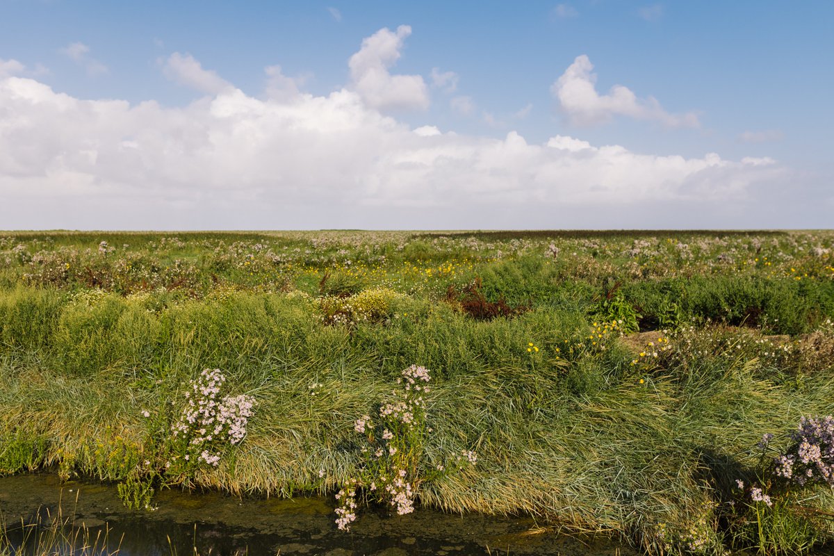 The #WaddenSea is bustling with an array of plant and animal species, making it a true #biodiversity hotspots. On #BiodiversityDay, let's commit to protecting the nature that supports us & #BuildBackBiodiversity 📷 Marleen Annema, Waddenagenda