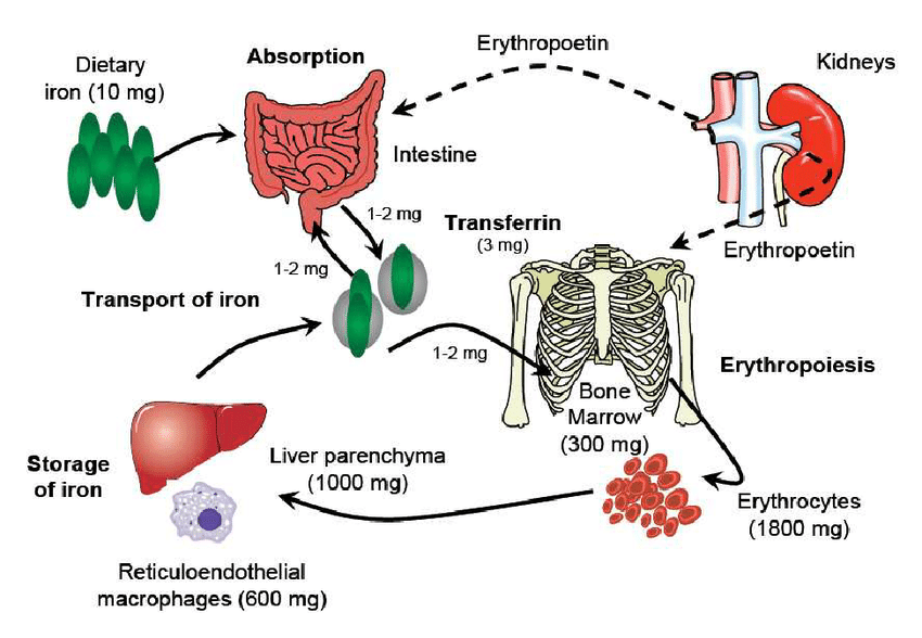 endocrinology20's tweet photo. Under normal conditions, the iron in the body is in a dynamic equilibrium between different compartments. From approximately 10 mg of iron ingested with food, 1−2 mg are absorbed by duodenal enterocytes and the same amount is lost, e.g., via skin exfoliation.
#enterocytes https://t.co/KiQVj7Oufk