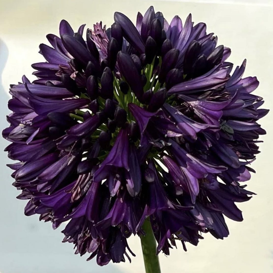 alexlansdowne's tweet photo. Agapanthus BLACKJACK has won plant of the year at the Chelsea Flower Show. 

South Africa has many internationally competitive horticultural plant-product developers. This plant will cloned and soon sold all over the world. https://t.co/pb2gIWR490
