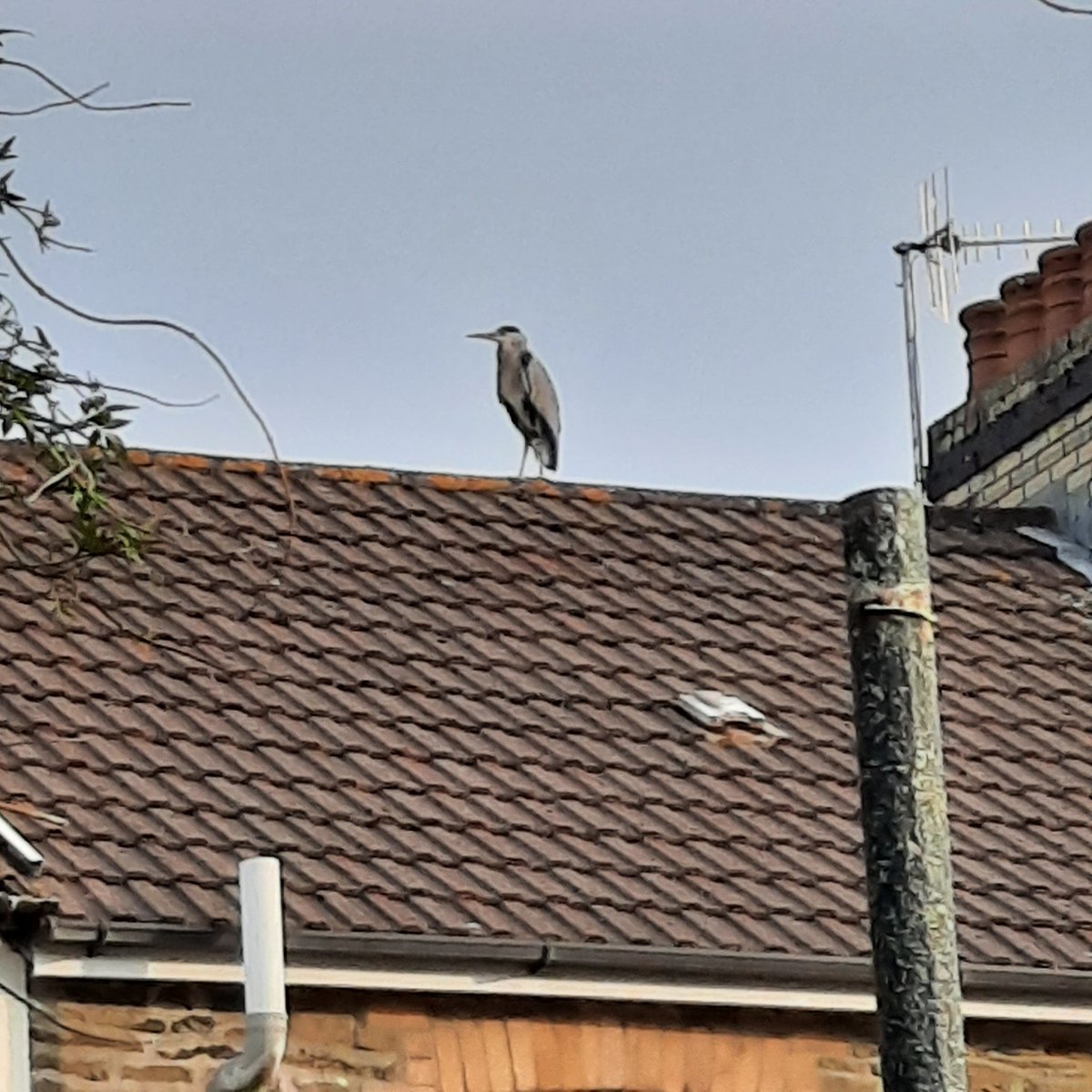 Misswissy's tweet image. When you get up to find Mr Heron enjoying breakfast in your garden. He is stunning. I hope my biggest and most beautiful fish were as tasty as they looked...🐟😥