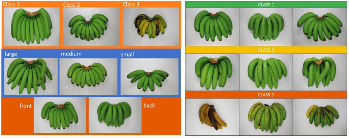 AgricultureMdpi's tweet image. #AgricultureMdpi - 2021 High Cited Paper
Title: Multi-Input Deep Learning Model with RGB and Hyperspectral Imaging for Banana Grading
Authors: Armacheska Rivero Mesa et al.
Link: doi.org/10.3390/agricu…
#convolutionalneuralnetwork #multilayerperceptron #artificialintelligence