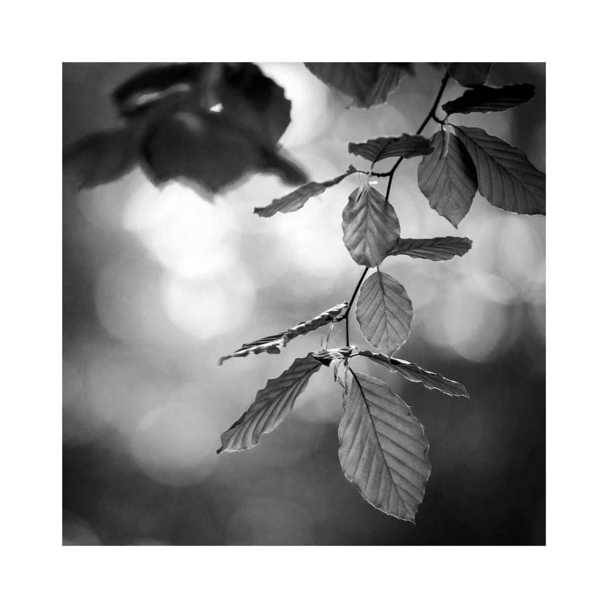 Beech Leaves, Oxfordshire.
#photography #monochrome #bnw