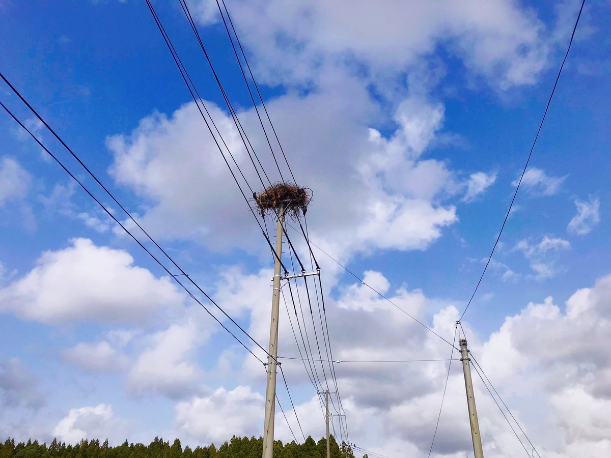 本日、無事に祖父が煙になって登りました。
写真は電柱の上に出来たコウノトリの巣です。 