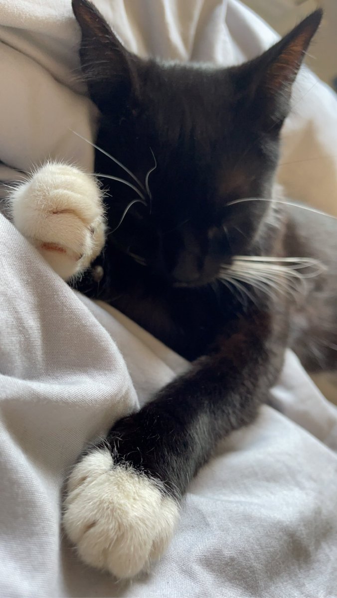 Just wanted to say a massive thank you to <a href="/PetJoii/">Joii</a>, used them from getting our cat insured by @WaggelPets and the process was easy and simple. I spoke to a vet within 15 mins about my concerns and had a treatment plan within half an hour! The best people🤍 granit is grateful🐱
