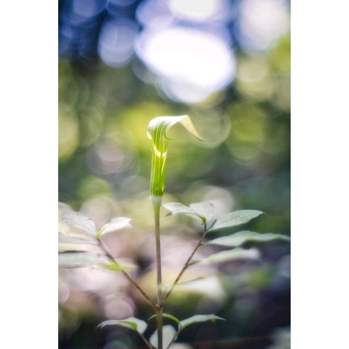 #flower #flowerphotography #photography #photo #α7c #sonyα7c #京都府立植物園 #oldlens #vintagelens #wp_flower #bokeh #bokehphotography #bokehphoto #開放寫眞部 #玉ボケ寫眞部 #オールドレンズ部 #オールドレンズ #ビンテージレンズ #ファインダー越しの私の世界 #オールドレンズに恋をした