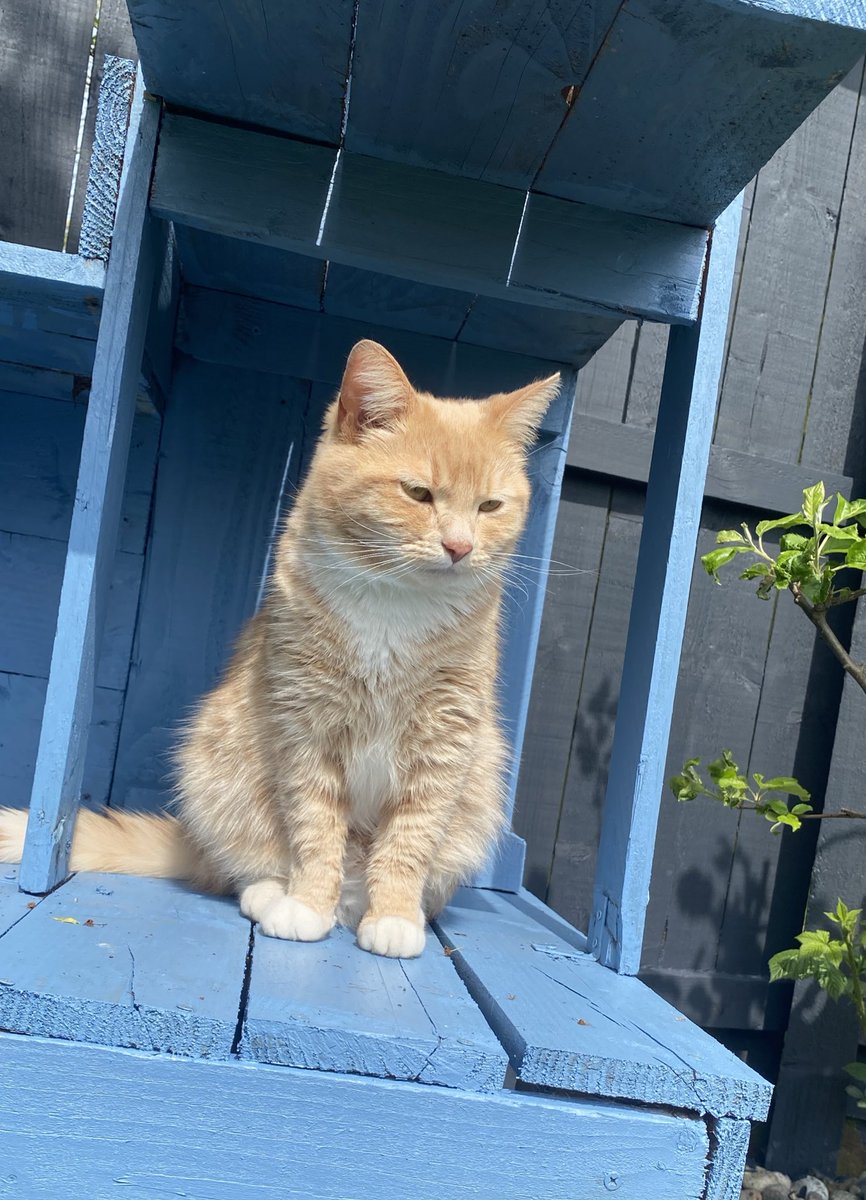 Another lovely day here in the North of England, enjoying the garden sun whilst hoomans earn their crust 🧡😻🧡 #catsoftwitter #catsontwitter #adoptdontshop #CatsLover #catsprotection #catsprotectionawards #voteeric #rescuecat  #NationalCatAwards #tunatuesday