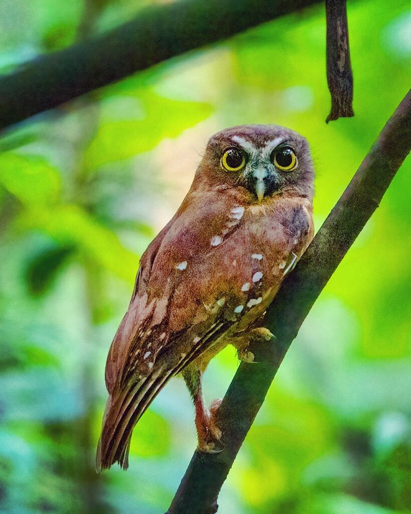 A day encounter with the Ochre-bellied Boobook, endemic to Sulawesi!

#travel #laterpost #birdwatching #birdspotting #sulawesi #indonesia #tangkoko #owlsofinstagram #ochrebelliedboobook #wanderer #rovinglight instagr.am/p/CslY02dxMeb/