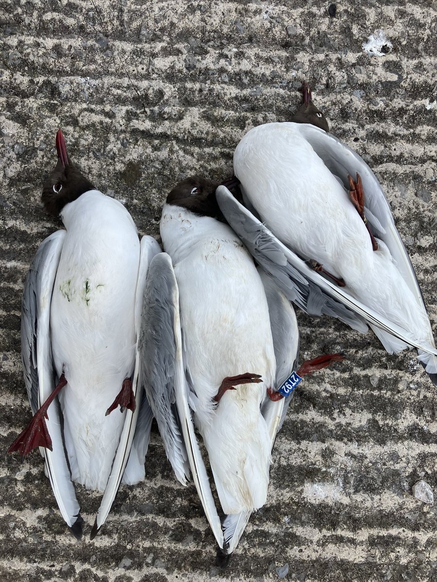 We're starting to get quite a few reports of our dead #NWBHGs ringed Black-headed gulls found in colonies across Europe. Help track the spread avian influenza by reporting all dead birds to @BirdTrack and in the UK reporting to @DefraGovUK. (📷 S Martin)