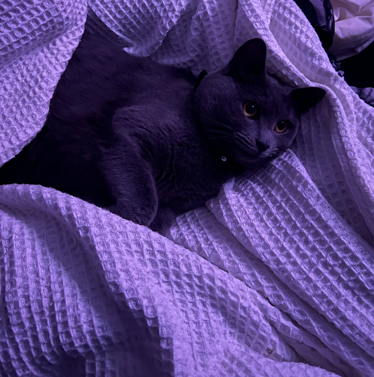 MissDeadkiller's tweet photo. She’s taken over my bed 🥹 https://t.co/KvKnkBQfWr