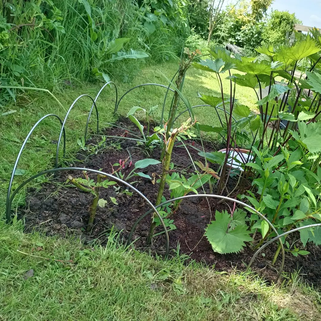 What swift service only ordered at the weekend arrived today Tuesday my border hoops from <a href="/plantsupportsuk/">Plant Supports UK</a> perfect for supporting my peonies. 🌟🌟🌟🌟🌟