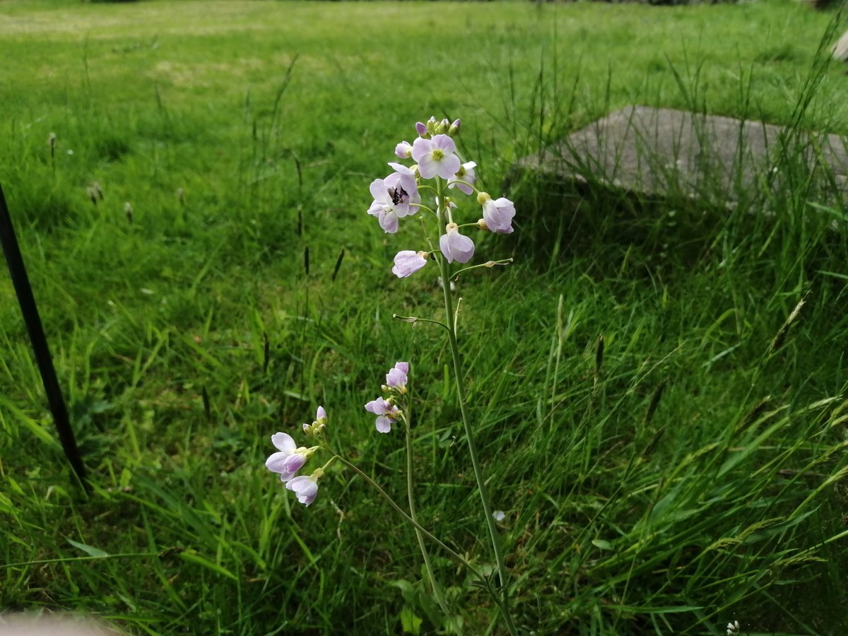 jhpsaunders's tweet photo. Wild flowers in the "lawn" (which is mostly moss), a lovely sight. #Scotland #NoMowMay #Wildflowers https://t.co/5aKvypmIGH