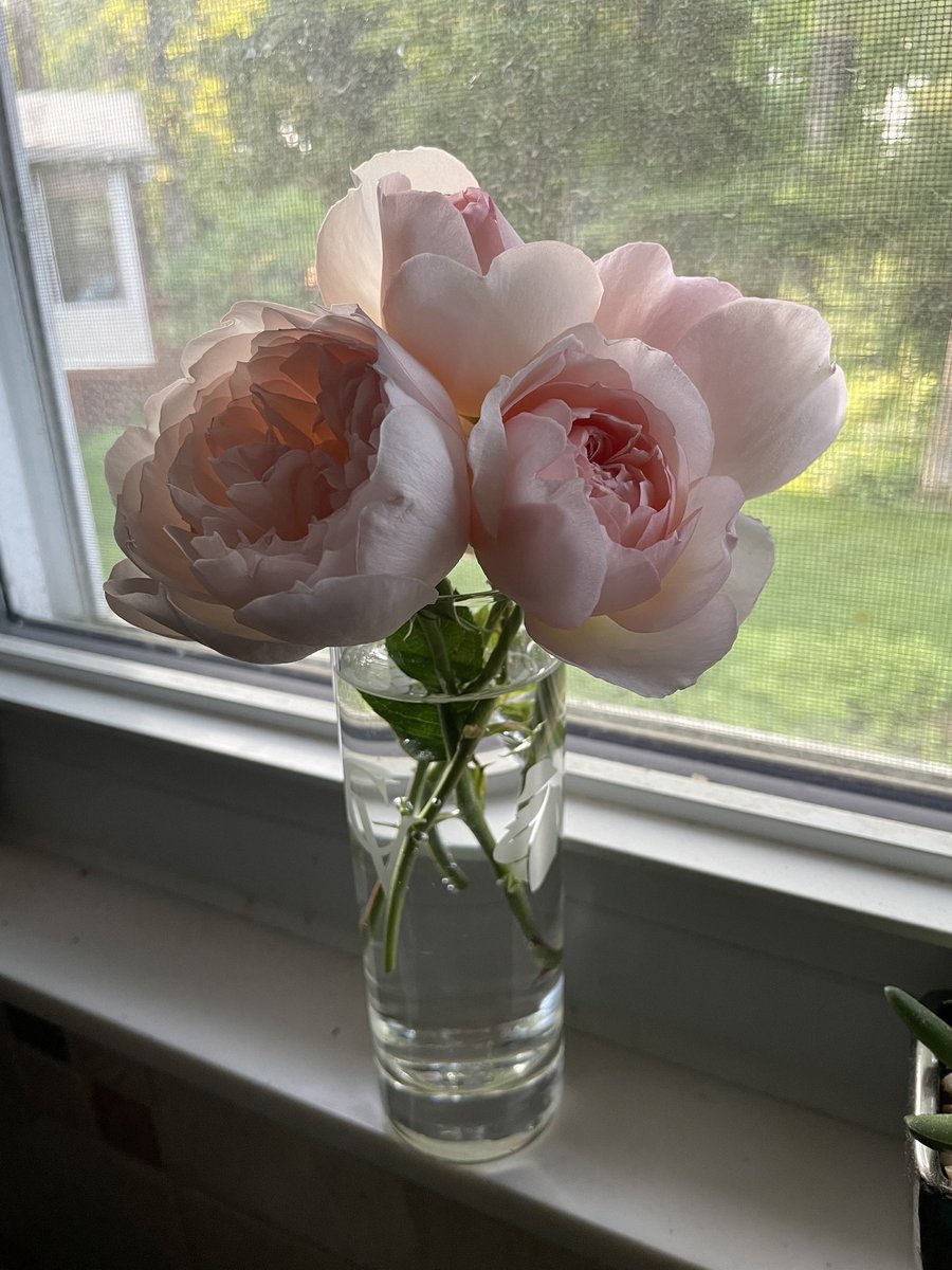 Fallstav's tweet image. Morning rose cuts.