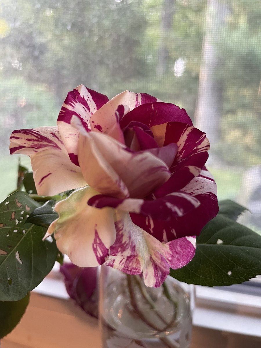 Fallstav's tweet image. Morning rose cuts.