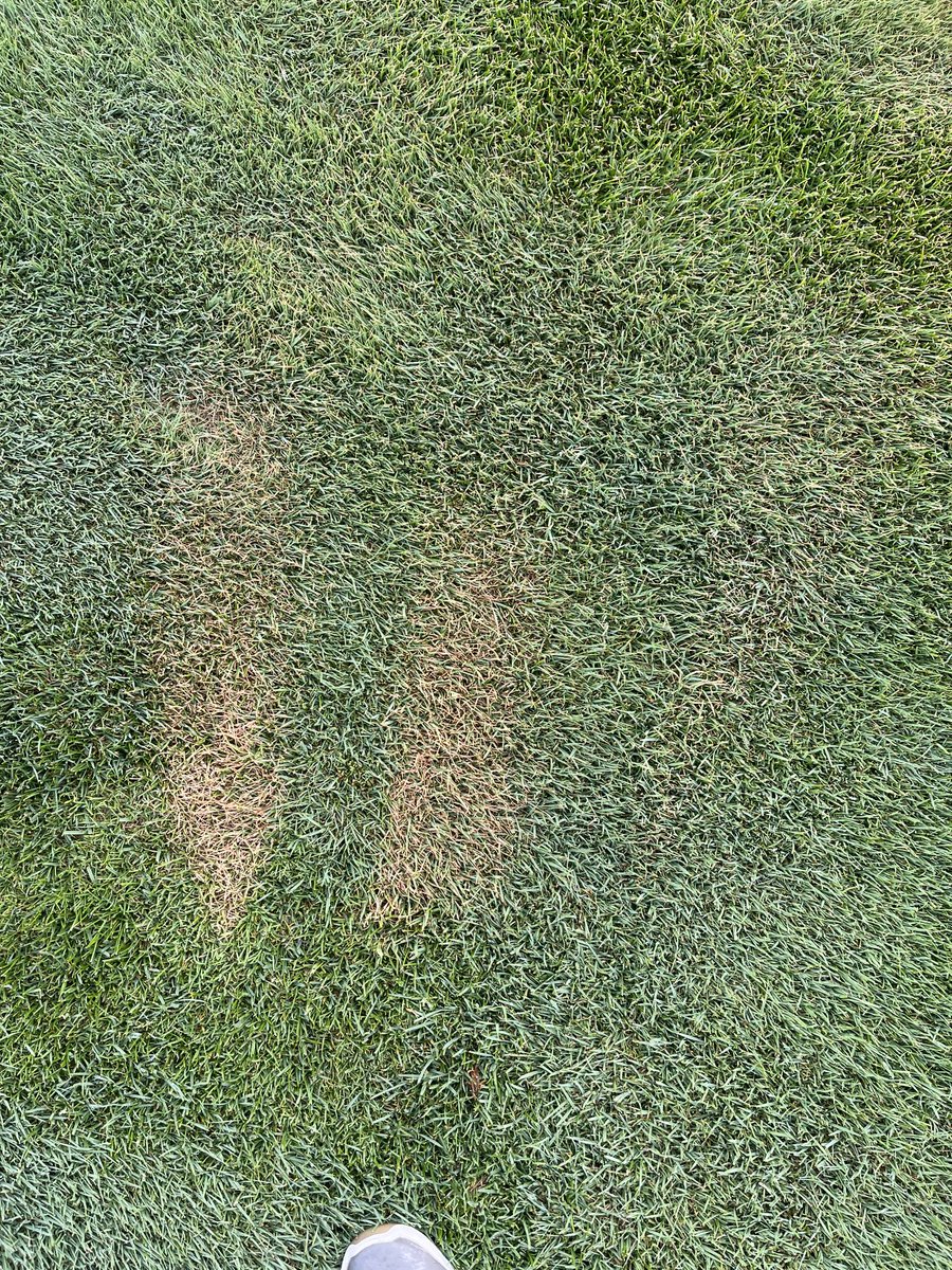 Remember to put your bug spray on on a path please. Mosquito repellent kills grass.