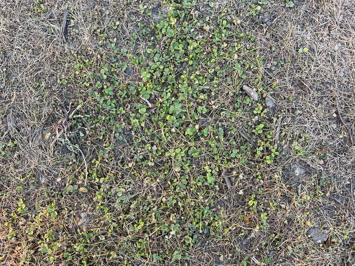 CavanaughTurf's tweet image. Glyphosate…always has been and still a terrible clover and dandelion product.