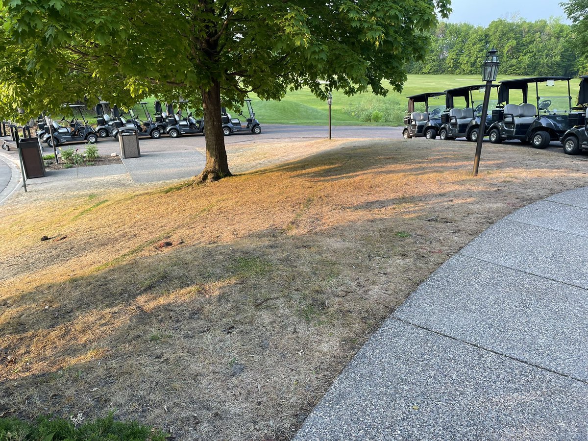 CavanaughTurf's tweet image. Glyphosate…always has been and still a terrible clover and dandelion product.