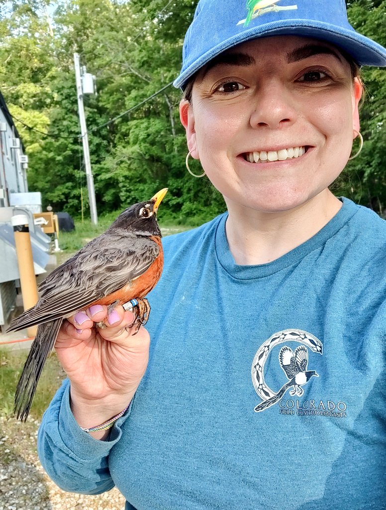 Got a late start to the season this year but banded my first New Hampshire American Robin this morning @UofNH #urbanecology #urbanbirds