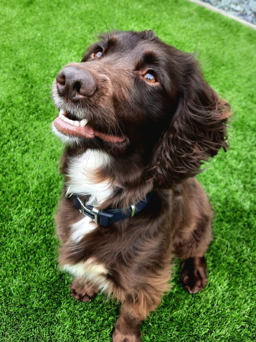 Congratulations to PD Bonnie who has passed her licensing today to become <a href="/NorthantsPolice/">Northants Police</a> latest specialist search dog! She will soon be out assisting PDs Frankie and Socks in their quest to find and remove more drugs from the streets of Northamptonshire!